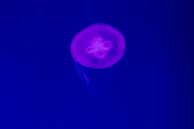 夏令營(yíng)第二季，新華學(xué)子一起遨游海洋王國(guó)