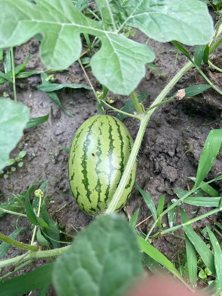 豐收季來襲！新華農場喜迎豐收季~